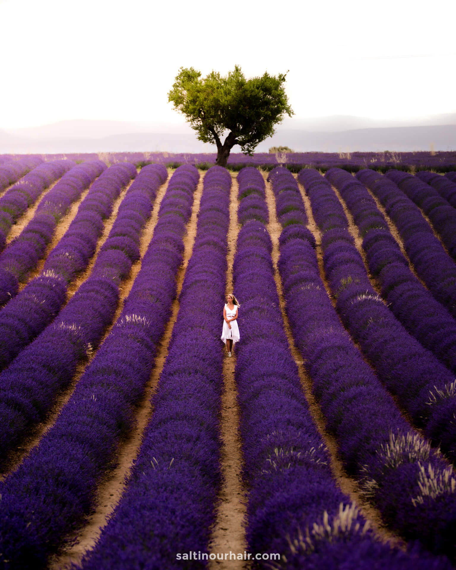 valensole france lavender