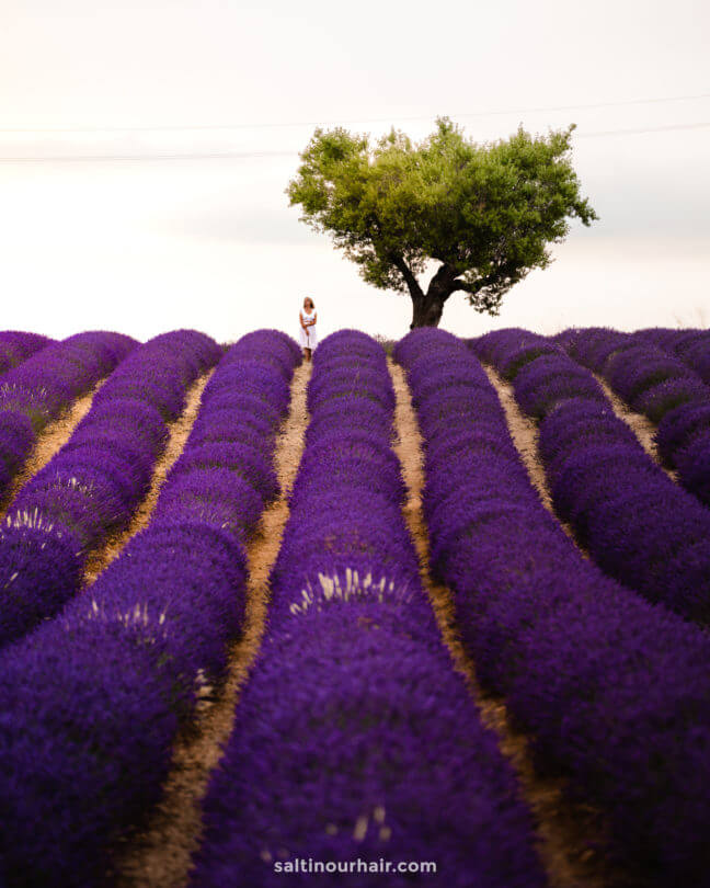 lavender fields valensole provence france