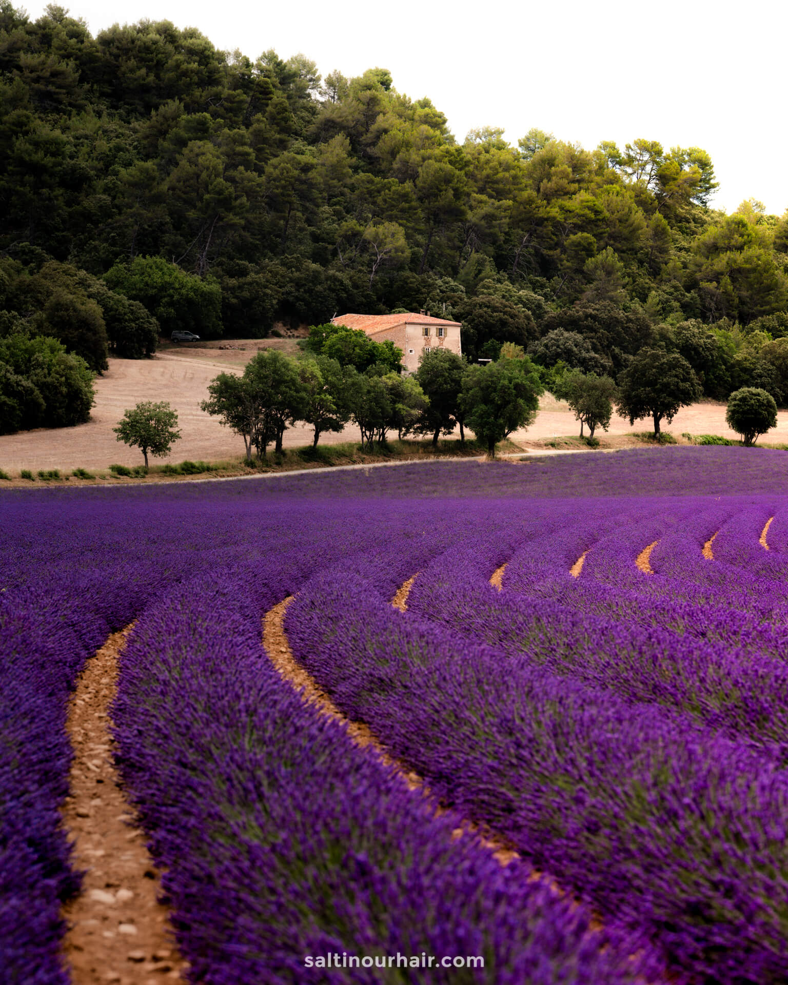how to get to valensole lavender fields