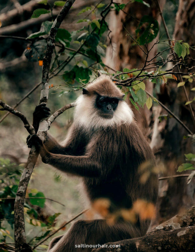 monkey national park sri lanka