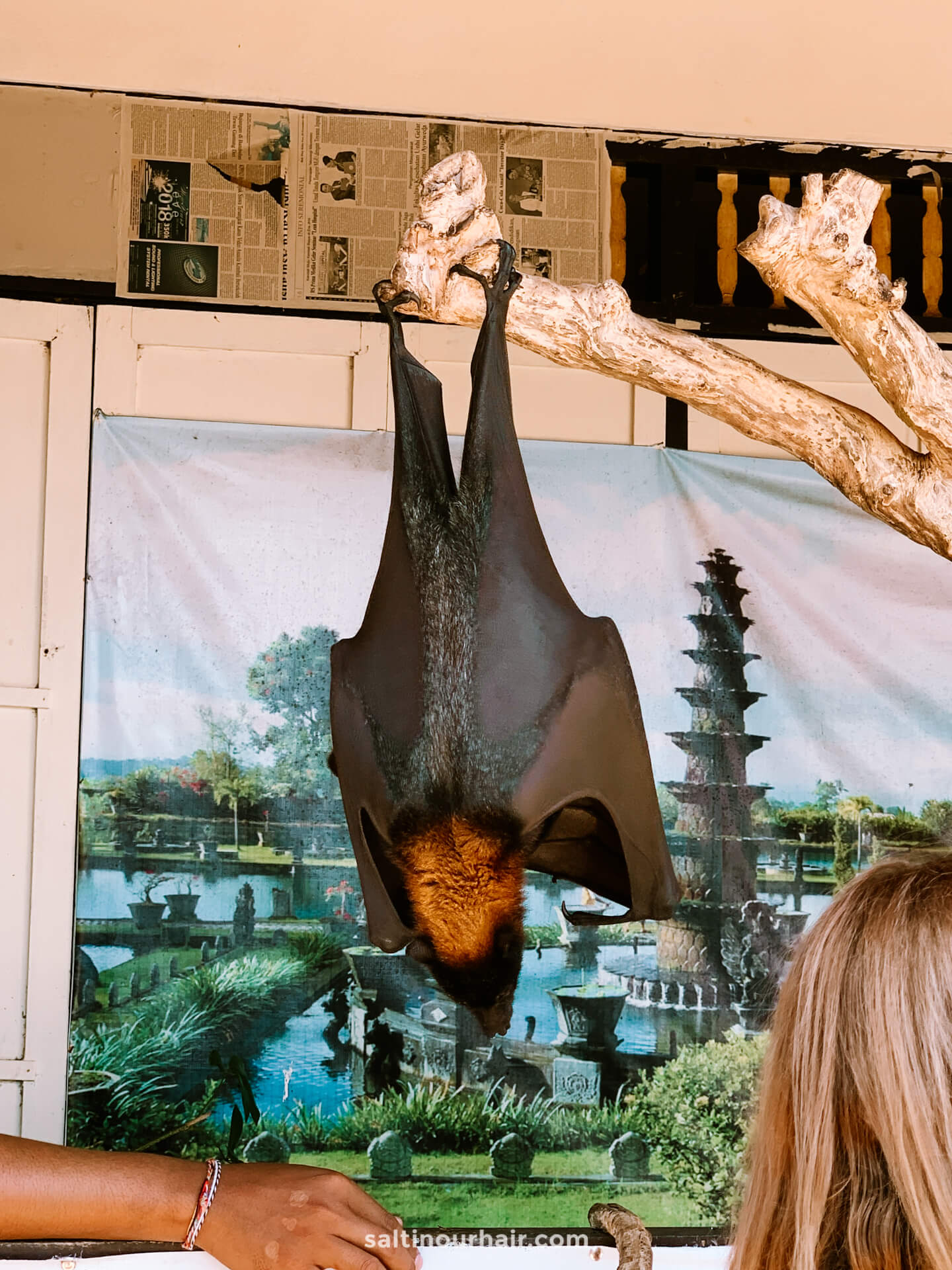 avoid wildlife tourism bats