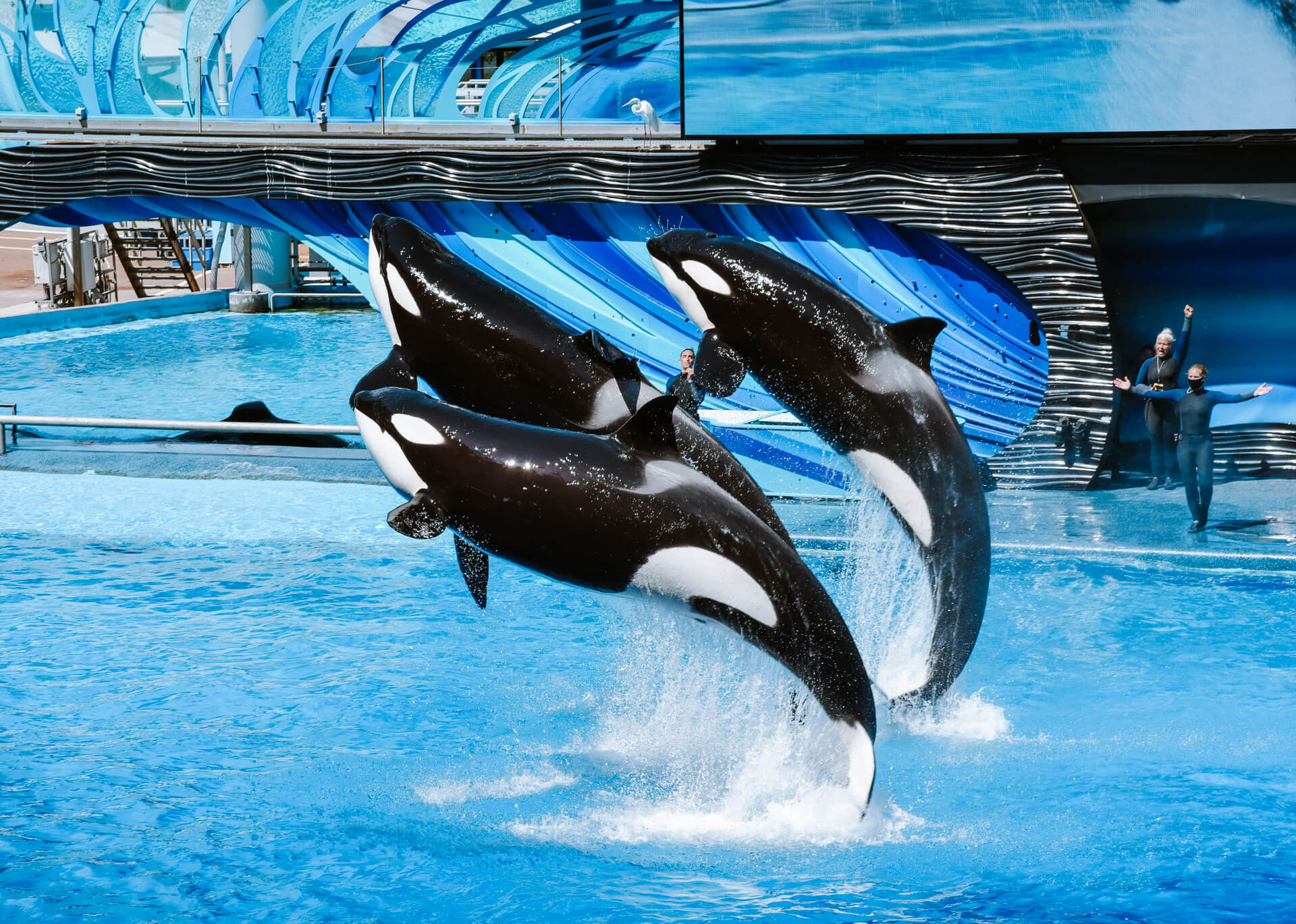 Wildlife Tourism orca