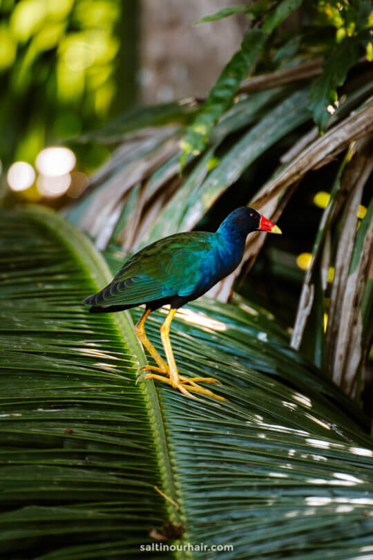 tropical bird wildlife tourism