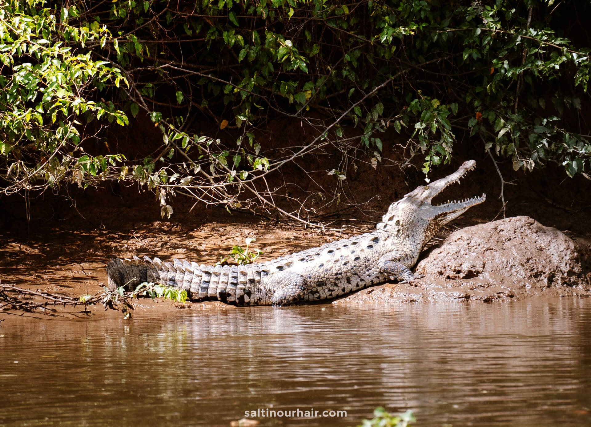 wild crocodile travel