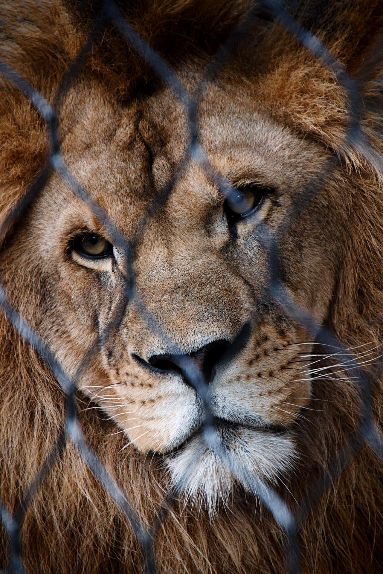wildlife tourism lion