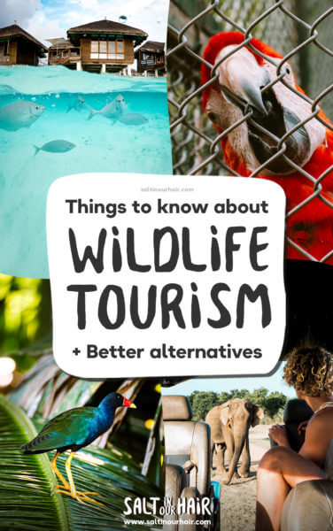 Things to know about Wildlife Tourism (+ better alternatives)
