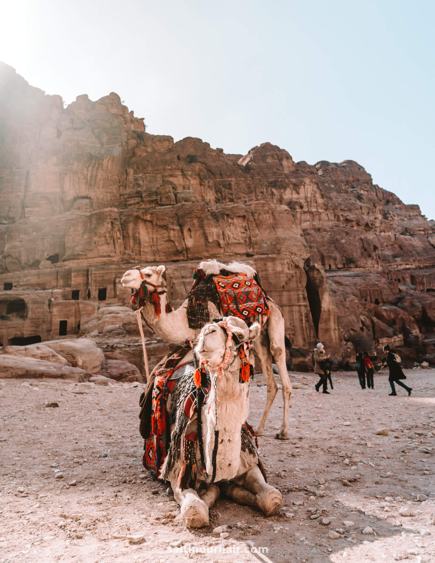 avoid camel rides 