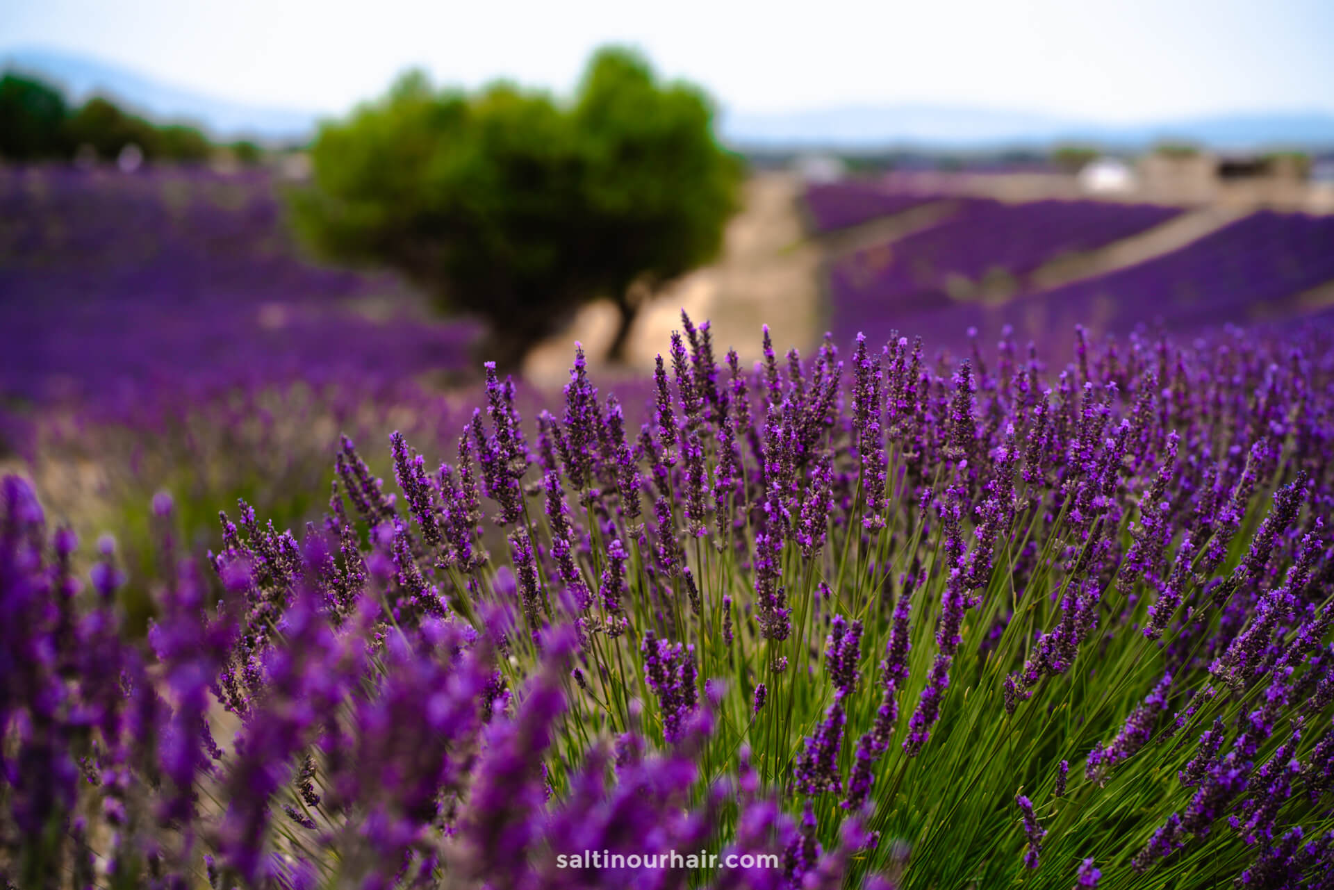 best place to see lavender fields provence 
