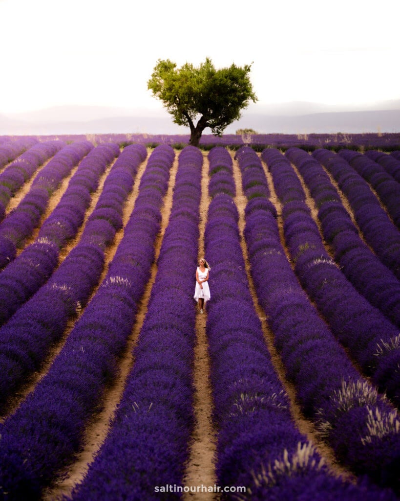 Best Lavender Fields in Provence, France (+ Map Locations 2024)