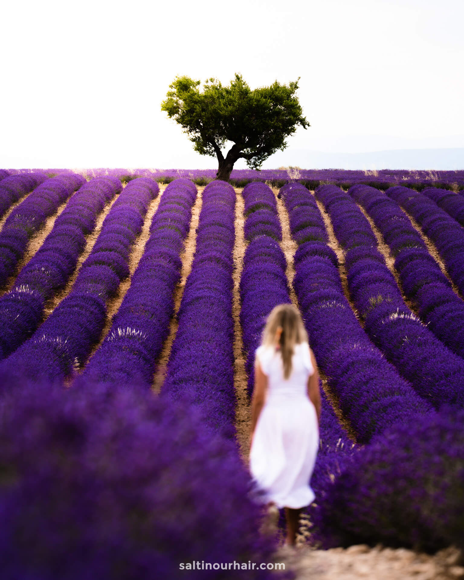 tips visiting lavender fields provence
