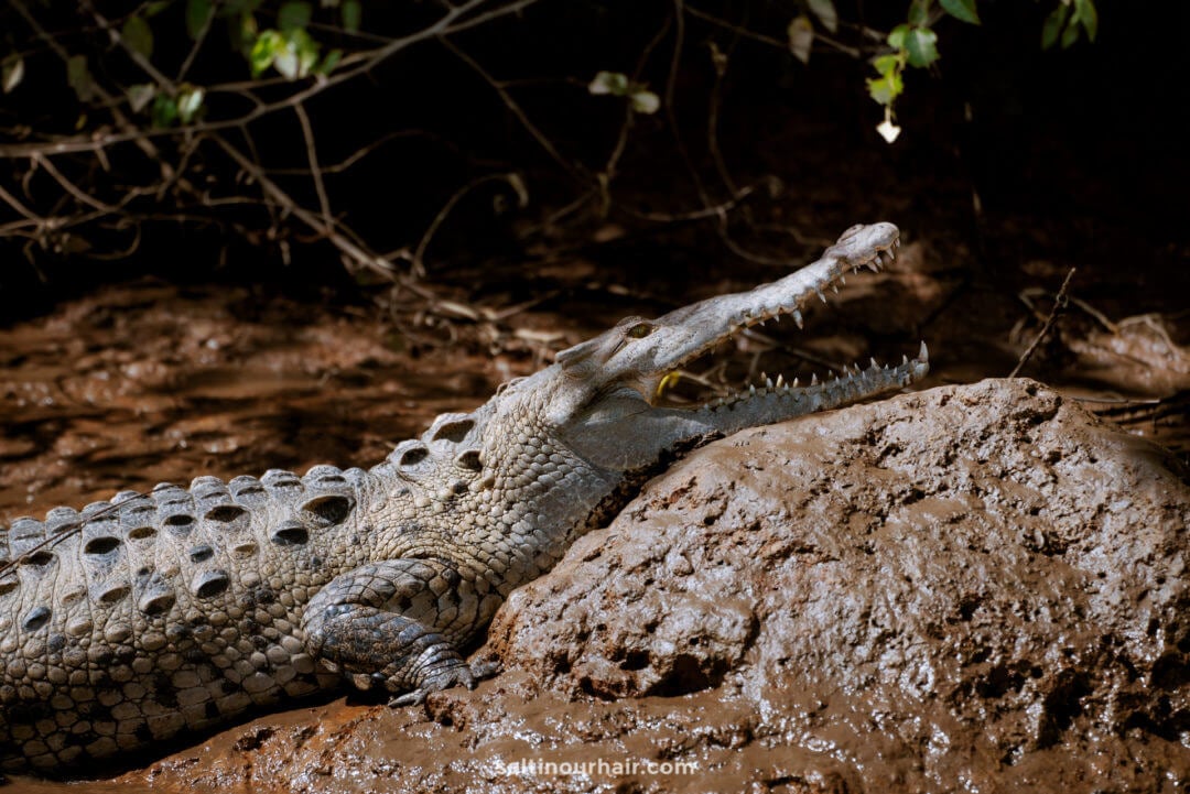 crocodile mangrove tour costa rica