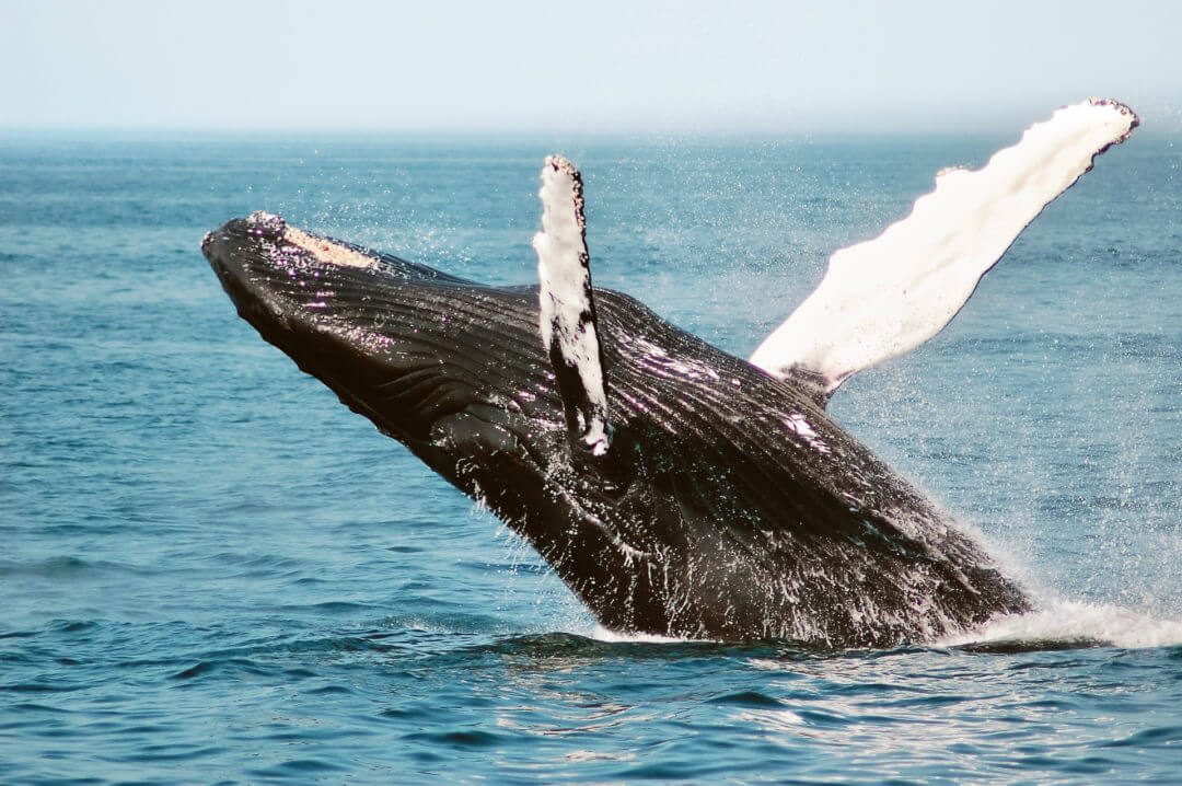 beste tijd om walvissen in Costa Rica te bezoeken