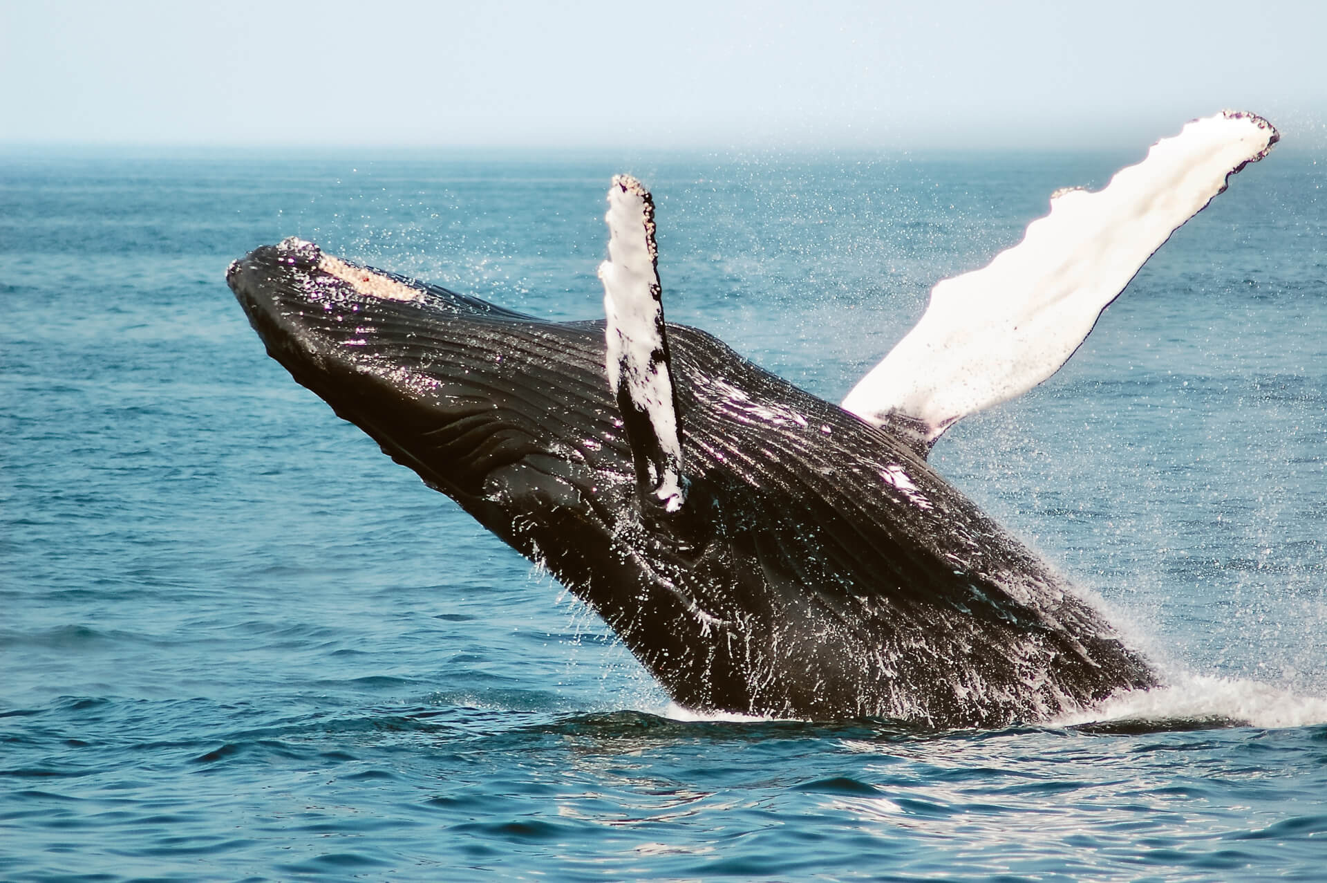 Costa Rica 3 week itinerary whale watching