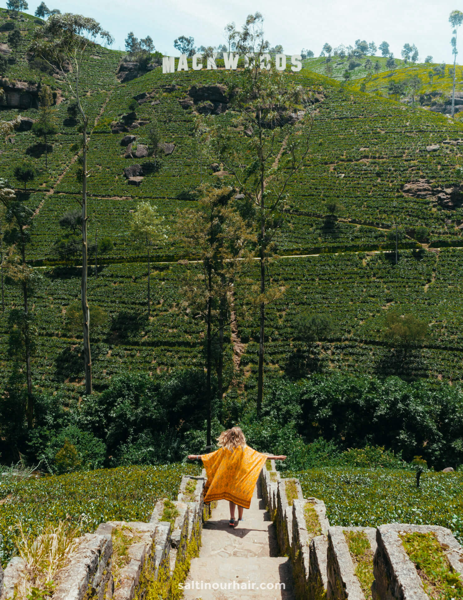 sri lanka travel tea plantations