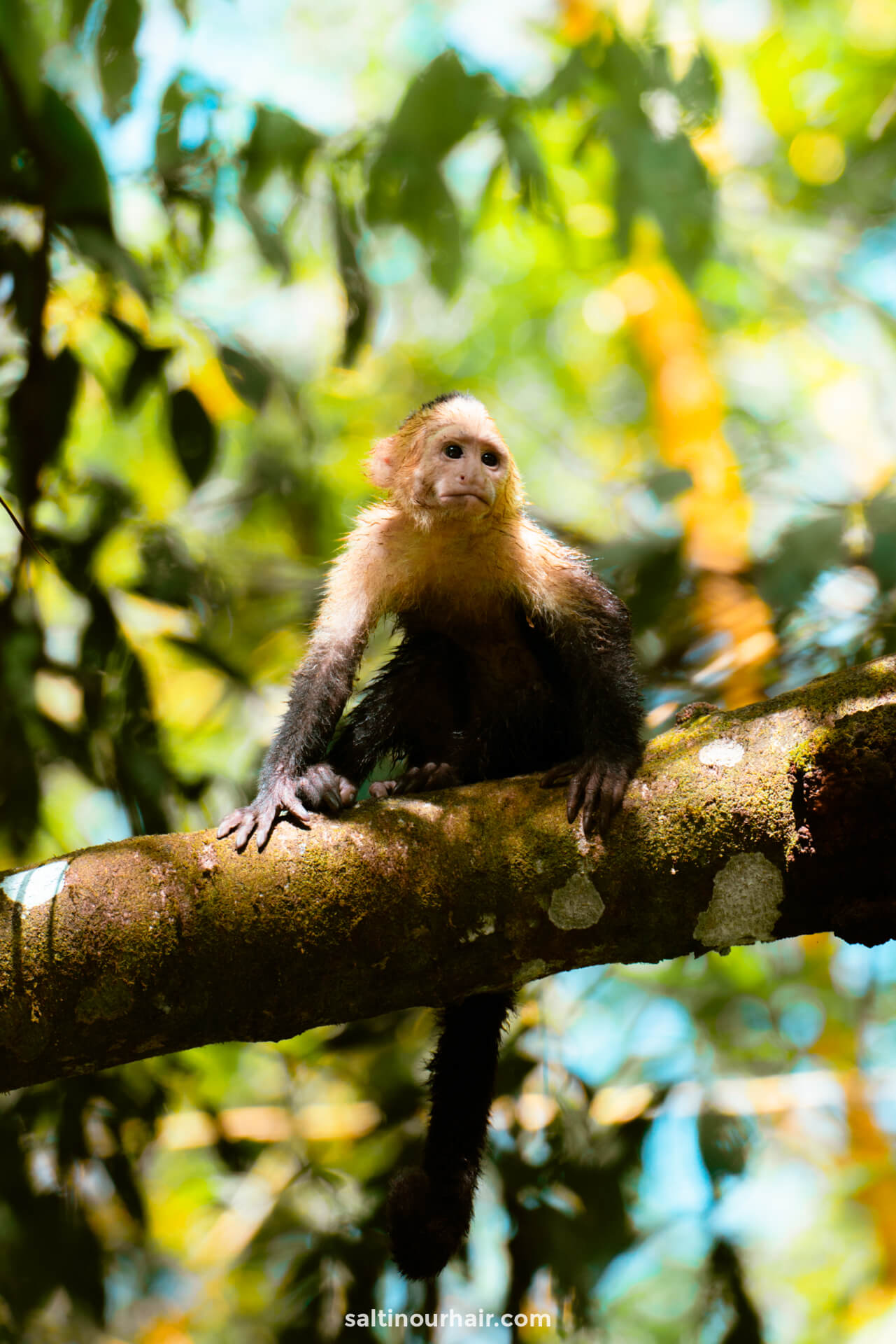Costa Rica 3 weken reisplan manuel antonio nationaal park