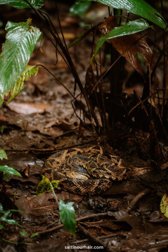 beste nationale park Costa Rica-slang