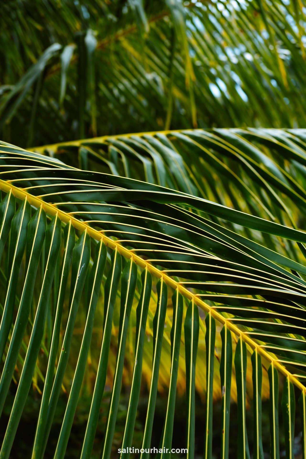 tropische palmbladeren