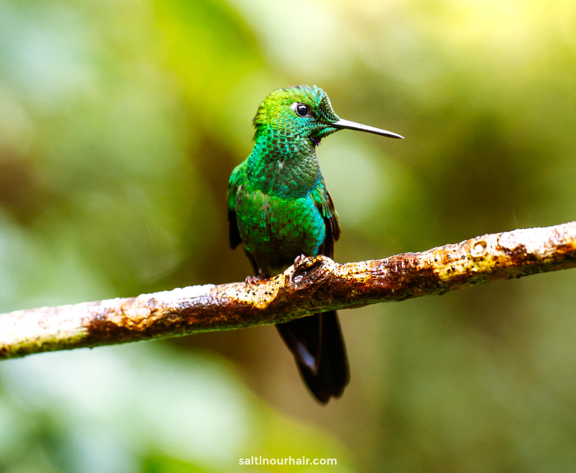 3-weekse Costa Rica reisroute monteverde colibri 