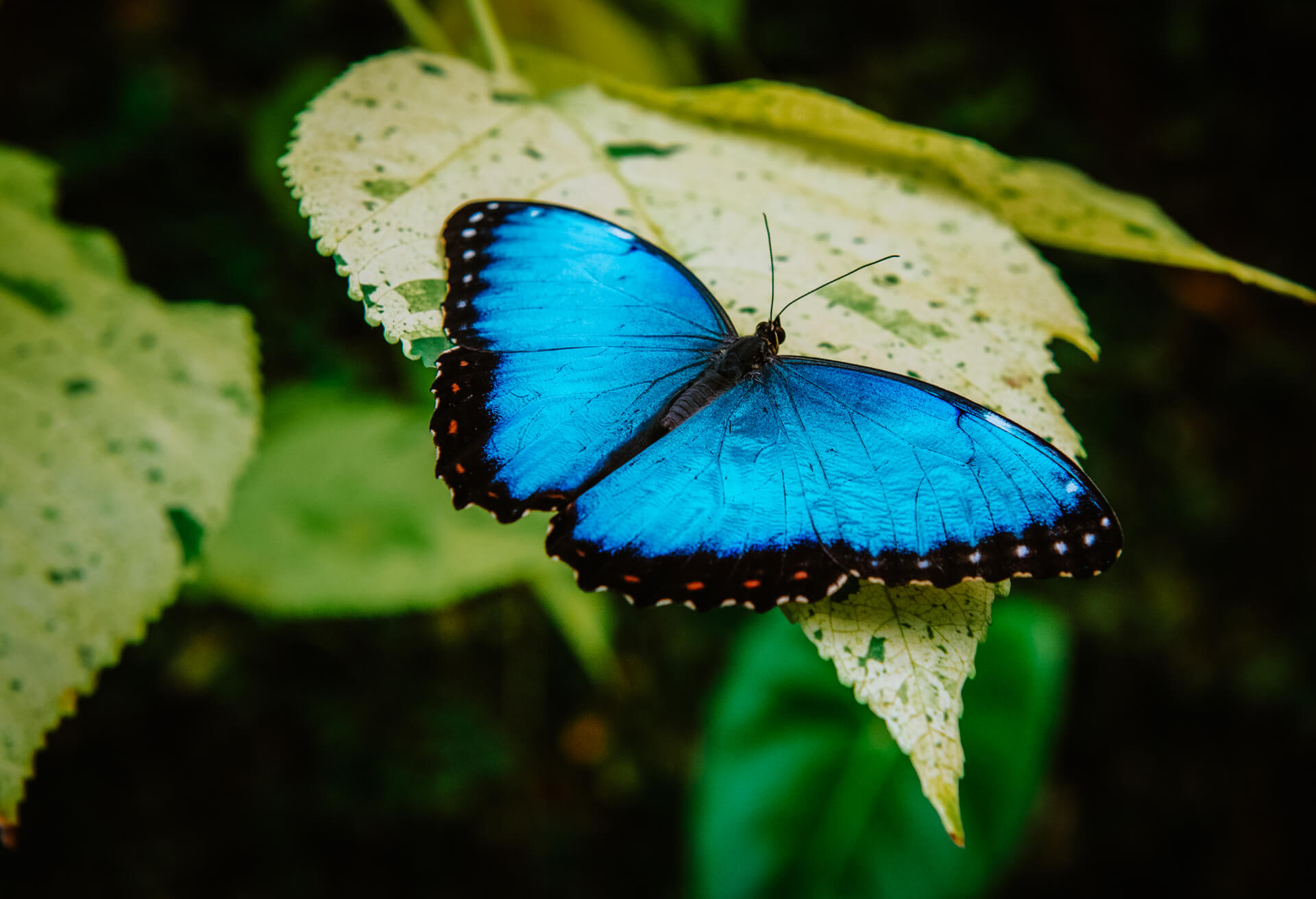 blue butterfly costa rica
