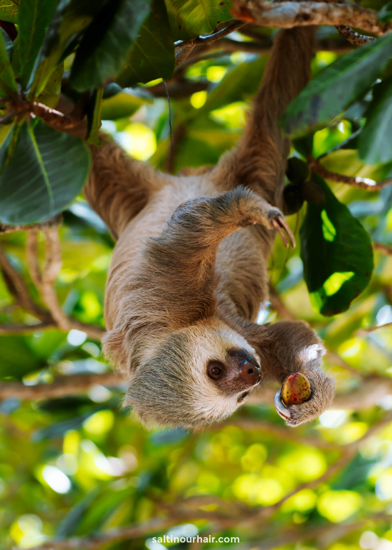 costa rica 2 week itinerary sloth