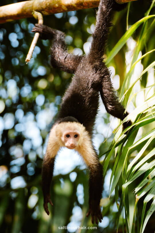 costa rica 2 week travel route monkey