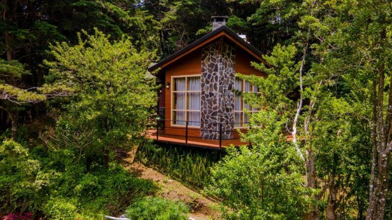 A small wooden cabin with large windows and a stone chimney is surrounded by dense green trees and vegetation at Los Pinos Lodge in Monteverde.