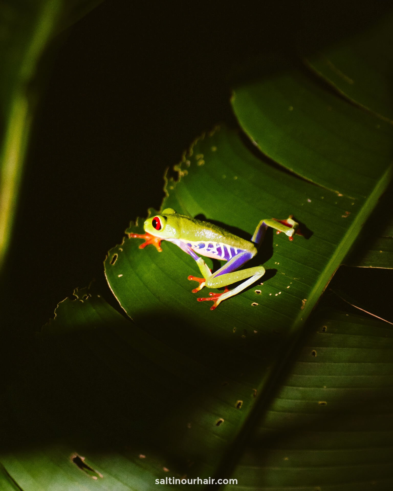 costa rica 7 day travel guide red eye frog