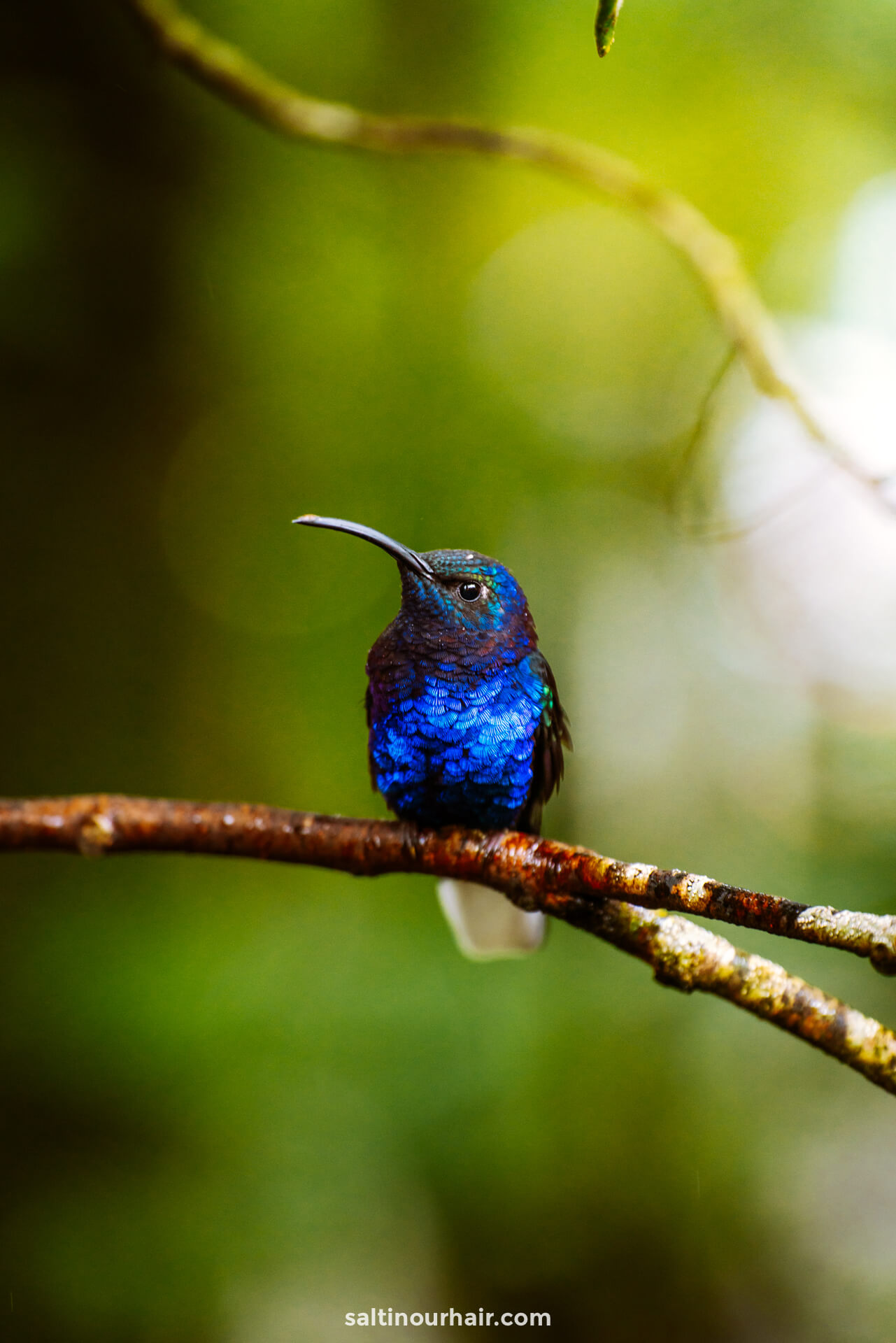 Kolibrie Costa Rica Reisgids