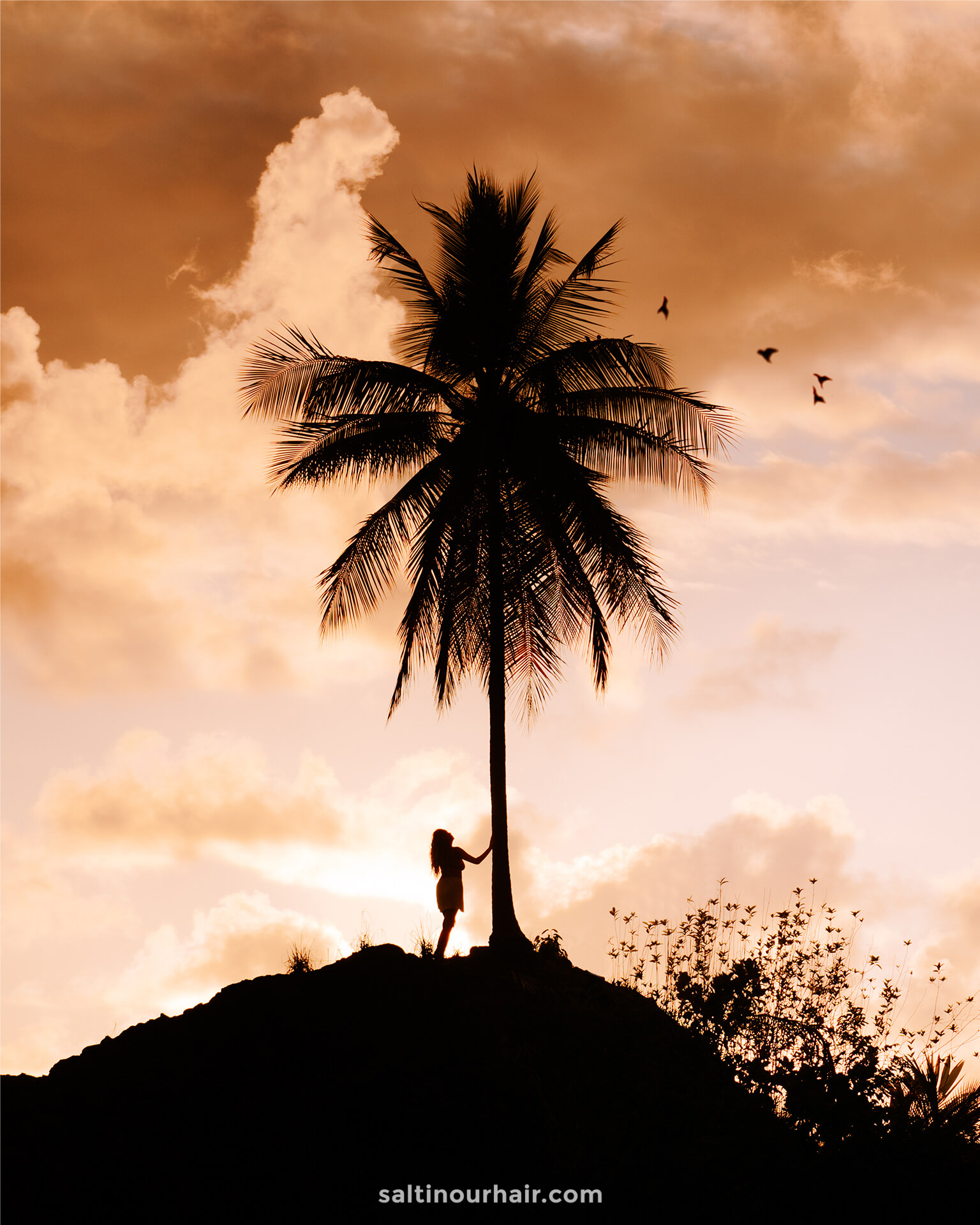 zonsondergang palmboom
