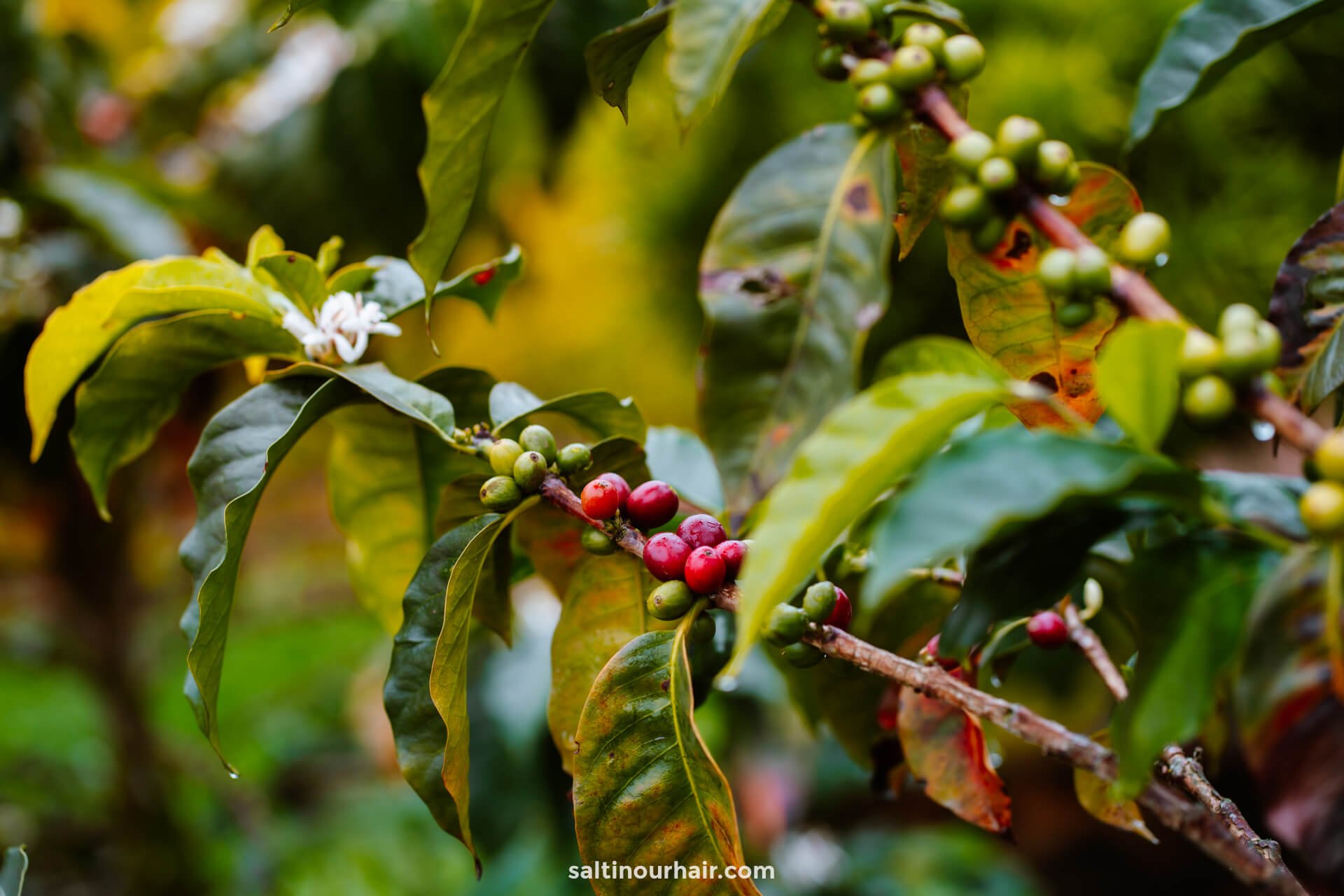 coffee plantation