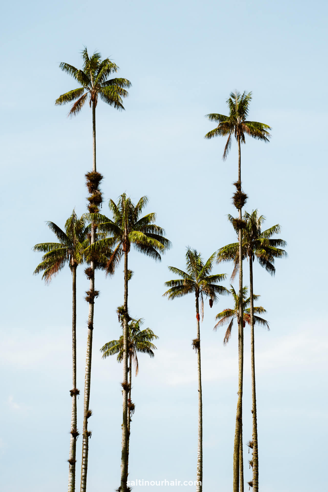 cocora valley wax palm trees salento