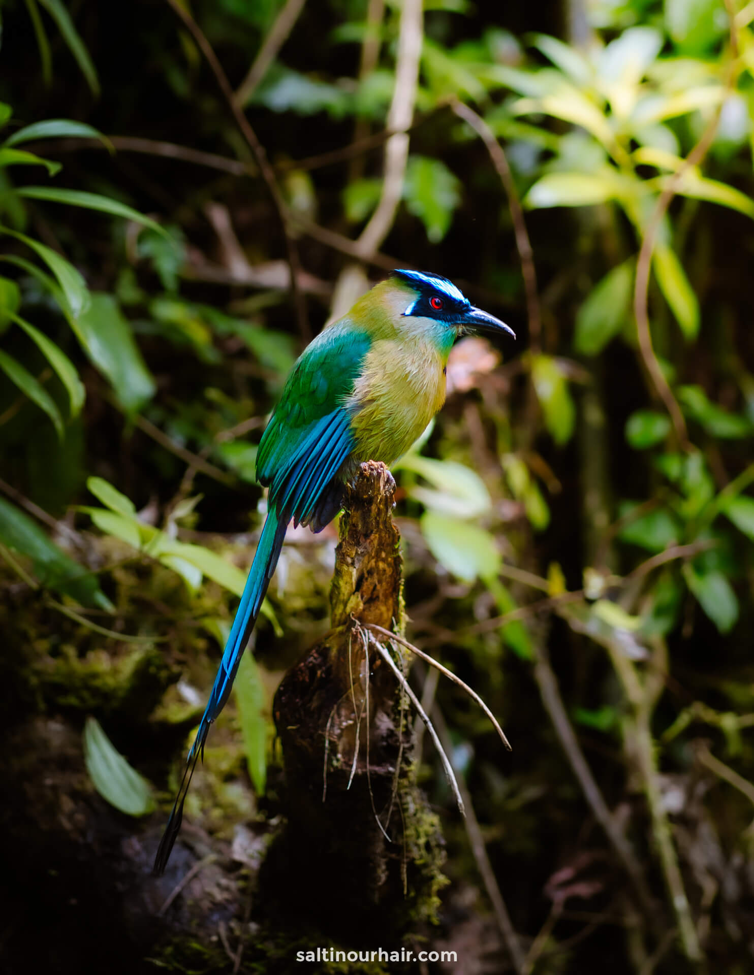 cocora valley colombia birds