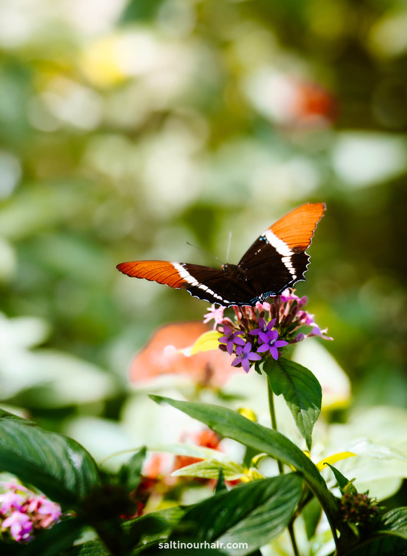 Jardín Botánico medellin butterfly