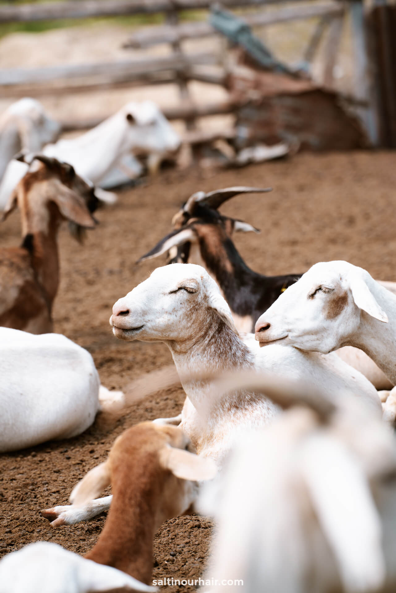 visit tatacoa desert goats