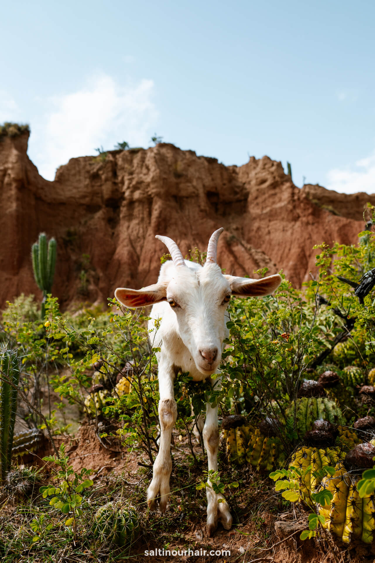 goat tatacoa desert colombia
