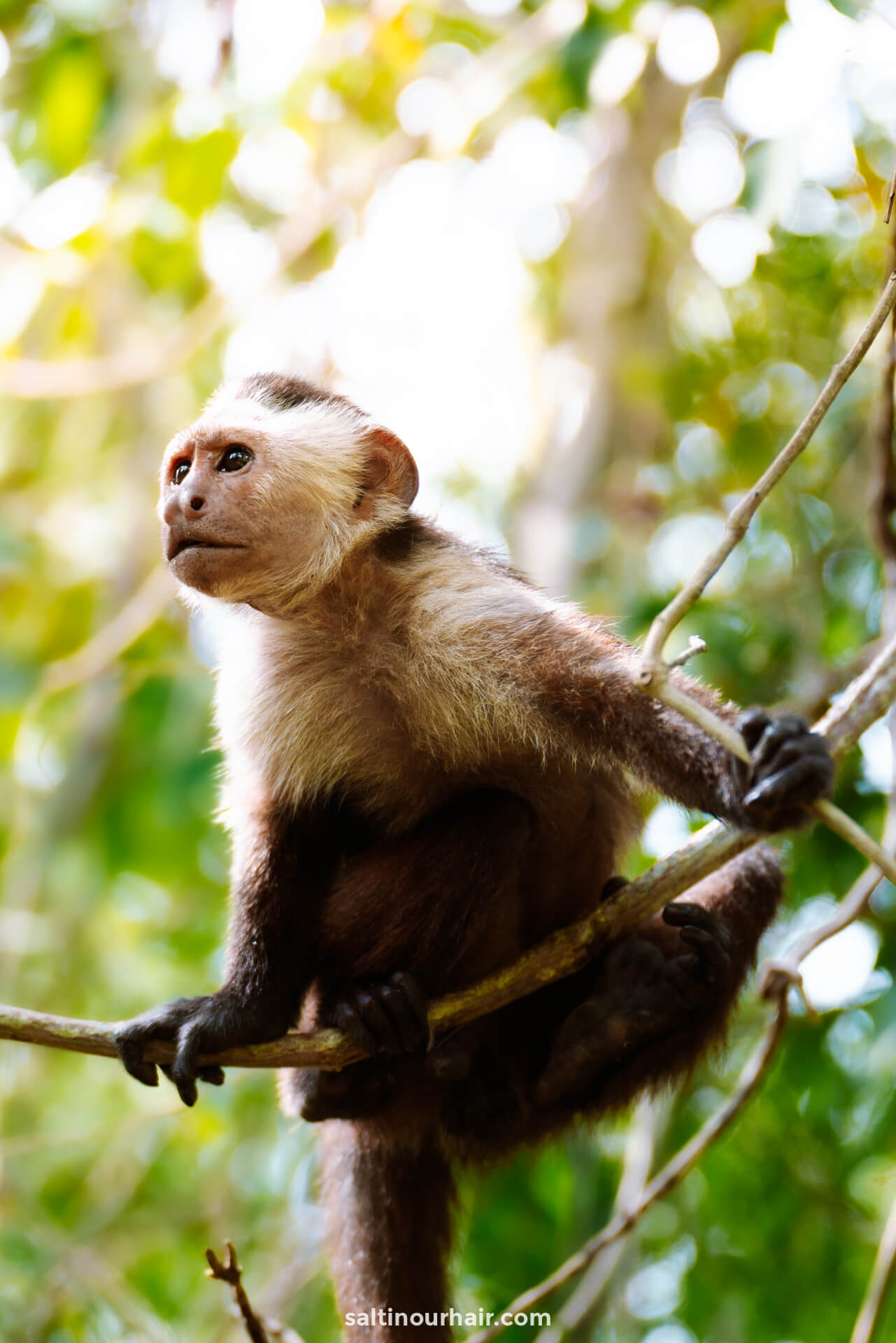 Tayrona national park colombia monkey