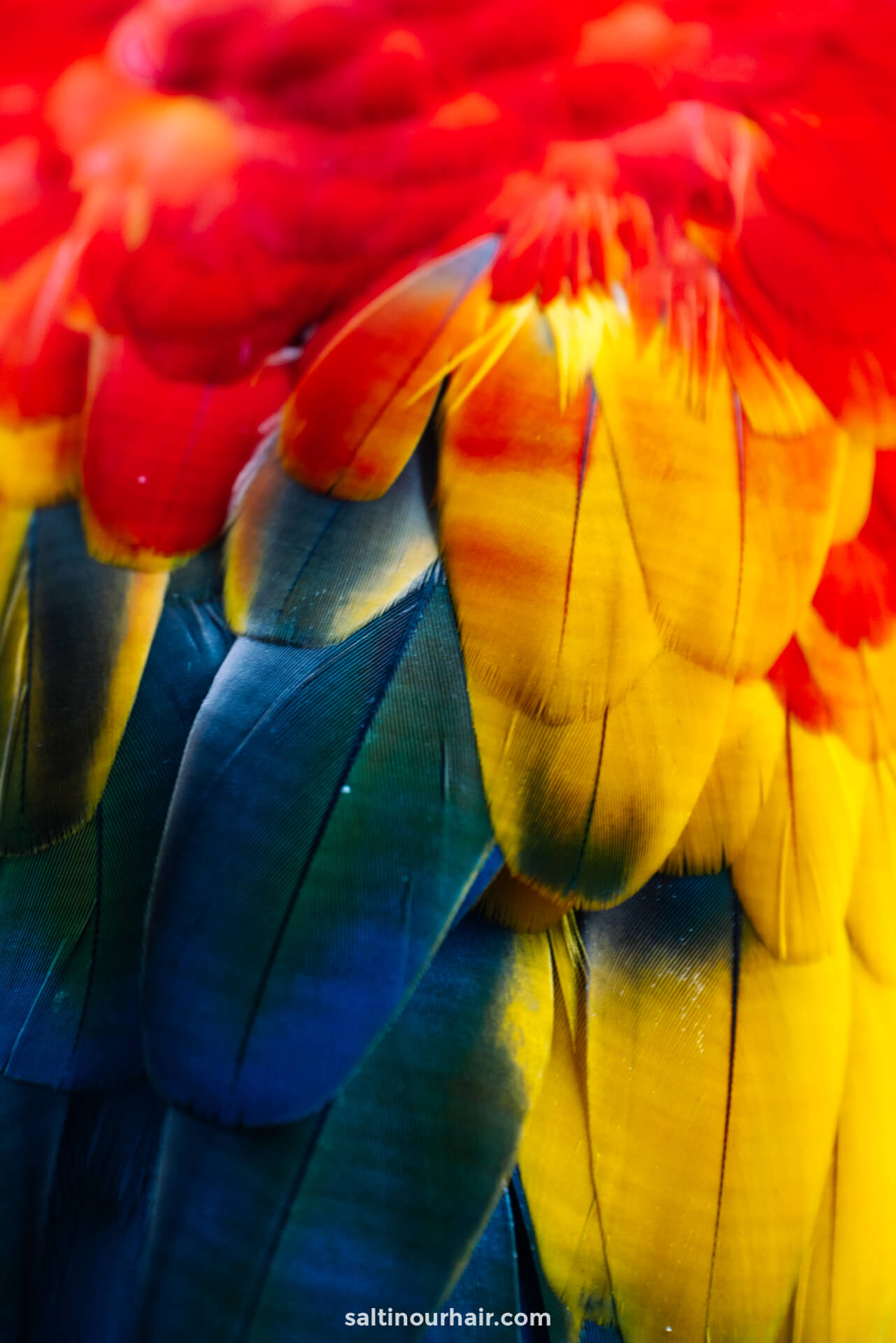 colorful birds colombia