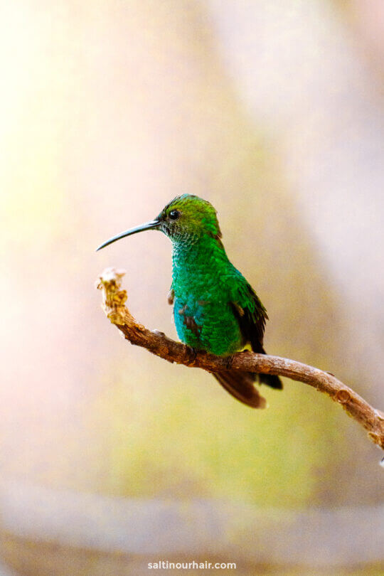 things to do minca colombia humming bird