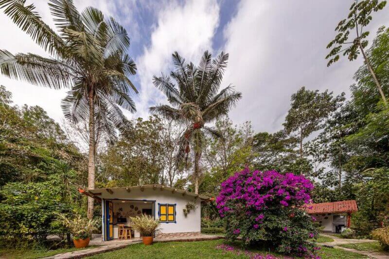 A small white house with yellow and blue window frames stands among tall palm trees and lush greenery at Piedemonte, with a large flowering purple bush in the foreground—an inviting scene near Cocora’s ecohotel retreats.