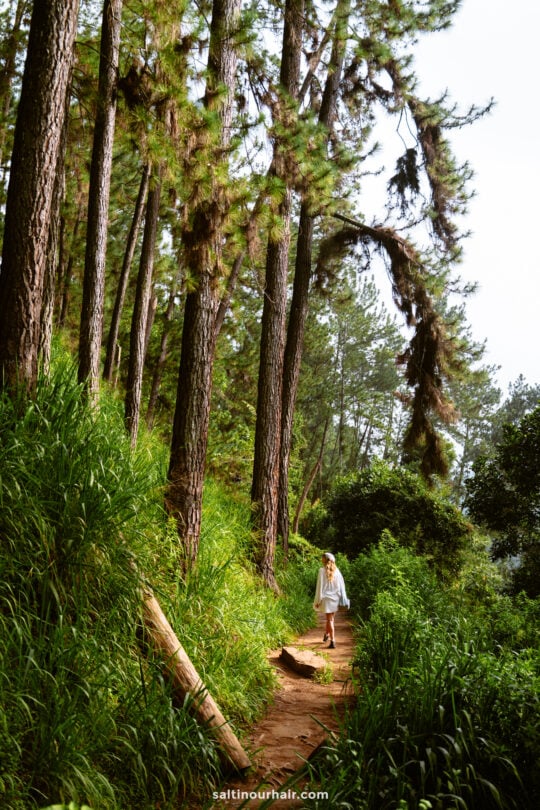 A person in a white shirt walks along a dirt path through a dense Ella Sri Lanka forest with tall pine trees and lush green grass.