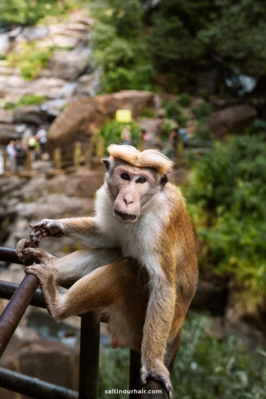 A brown monkey sits on a metal railing with one leg hanging down, looking directly at the camera. Blurred greenery and rocks of Ella, Sri Lanka, create a serene background.