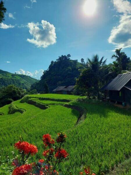 Green terraced rice fields with red flowers in the foreground, a wooden house on the right, hills in the background, and a bright sun in a blue sky with scattered clouds at Kowit Farmstay near Doi Inthanon.