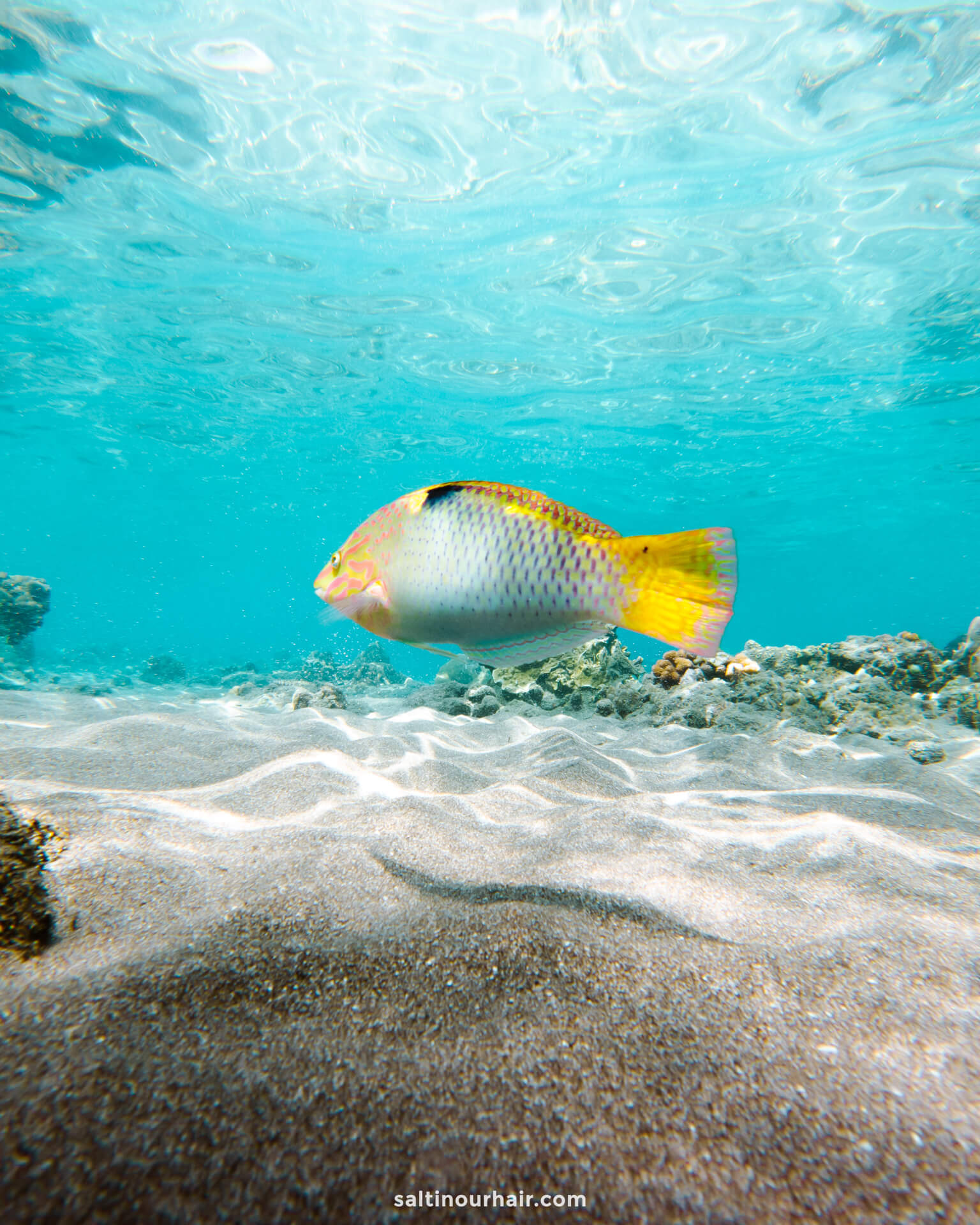 diving amed bali tropical fish