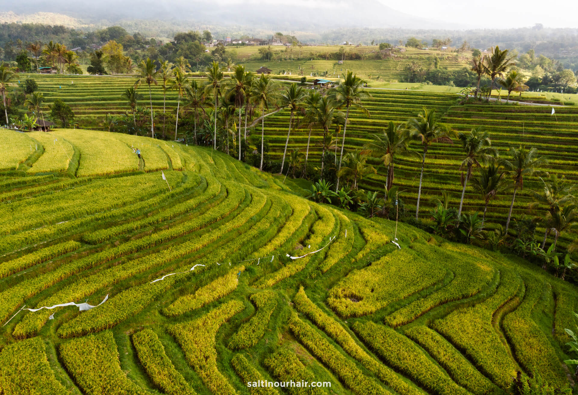 rice terraces sidemen bali indonesia