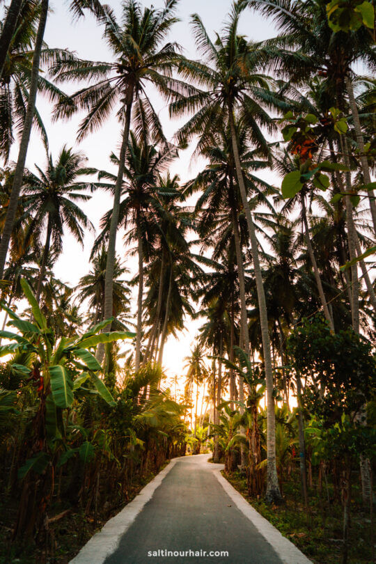 palm tress Crystal Bay Nusa Penida 