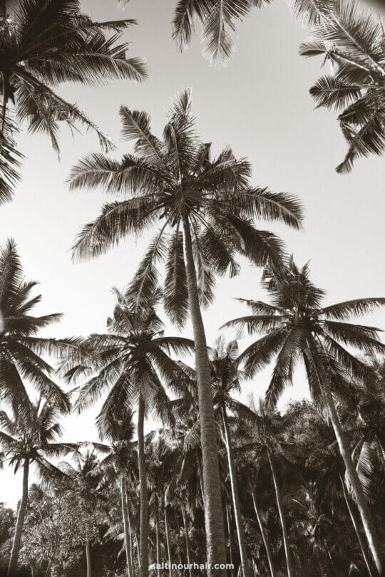 palm trees beach bali indonesia