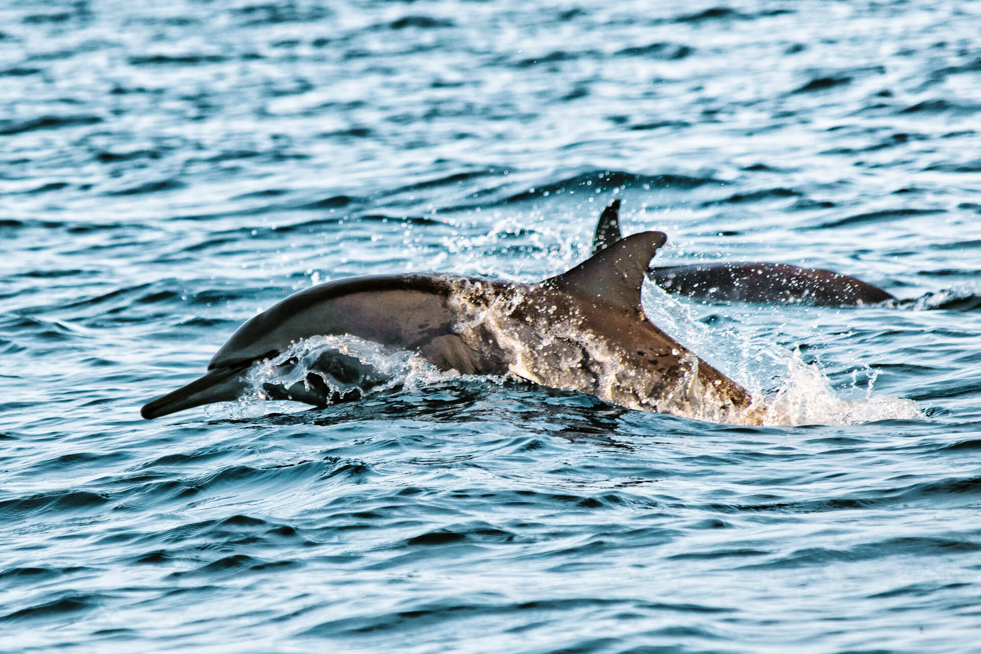 lovina beach bali dolphins
