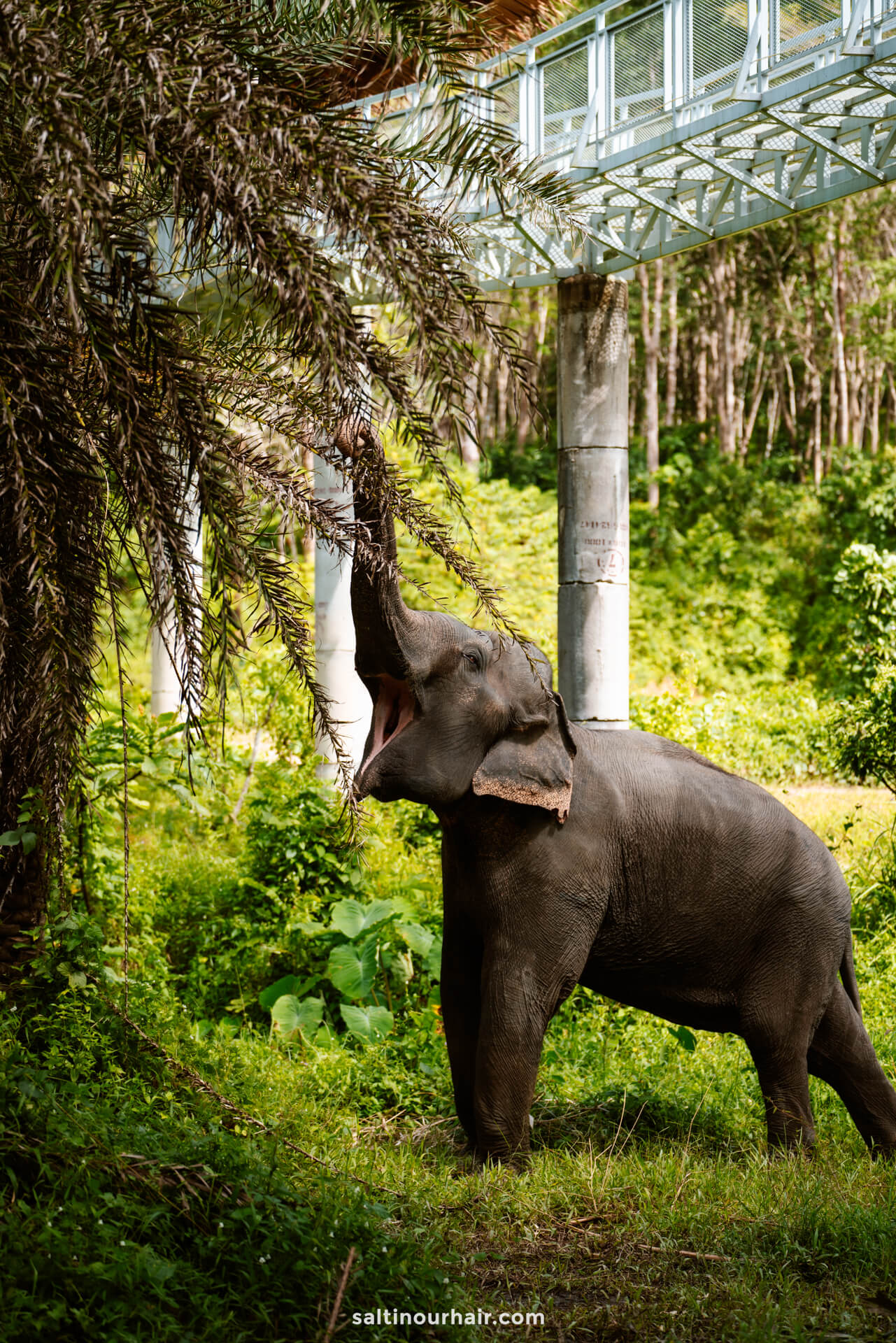 best time to visit Elephant SanctuaryÂ thailand