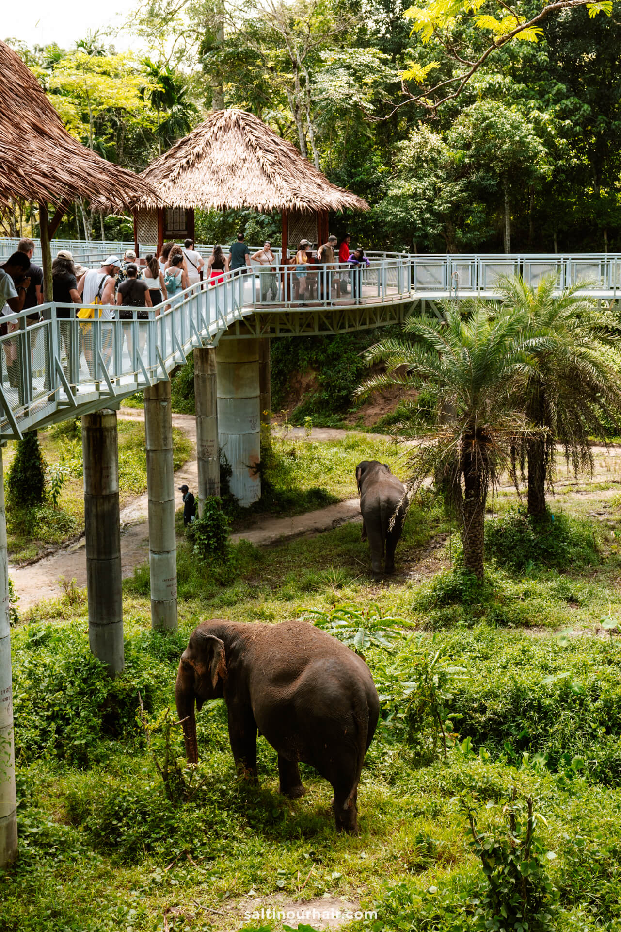 things to do phuket thailand Elephant SanctuaryÂ 