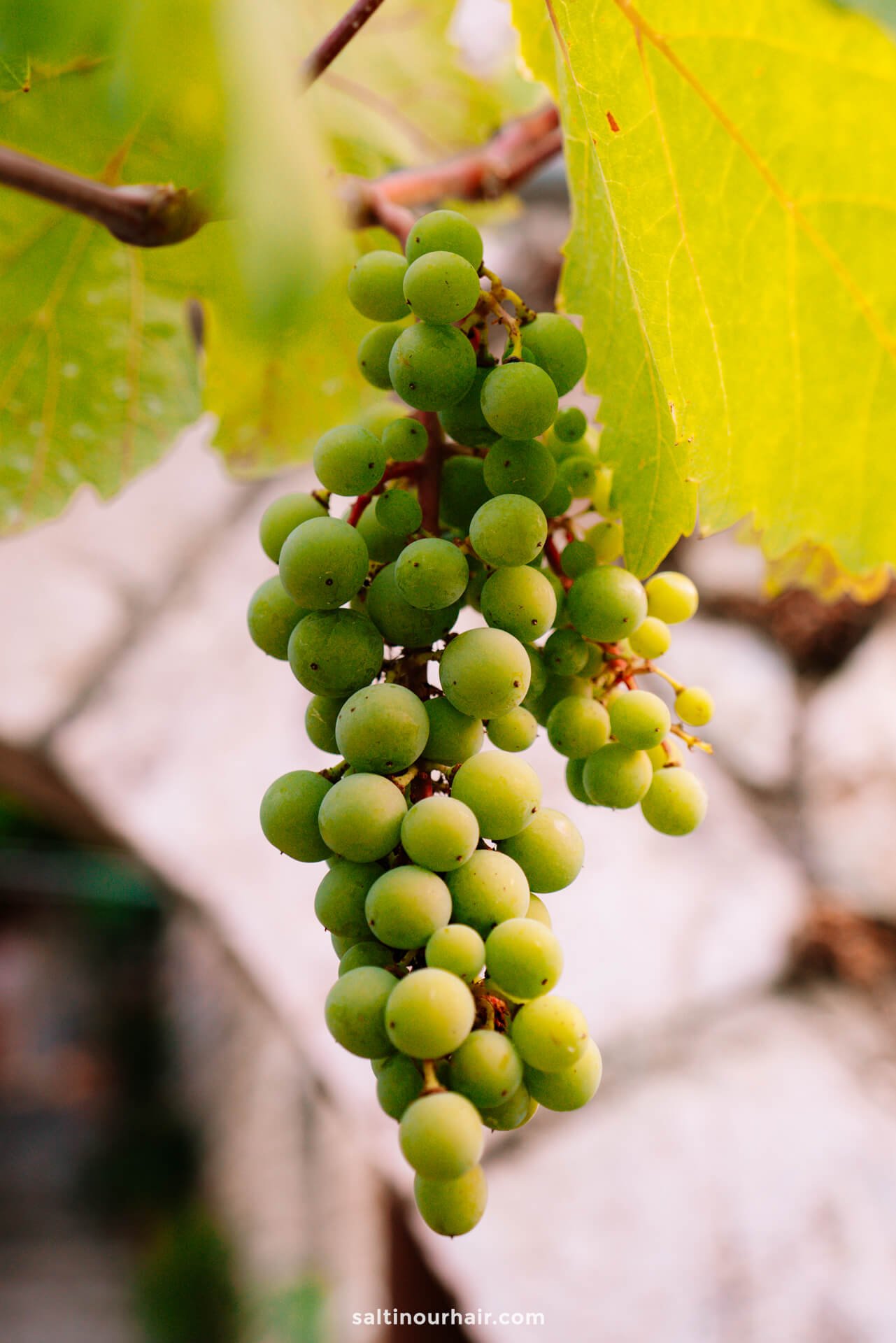 bunch of grapes gjirokaster albania